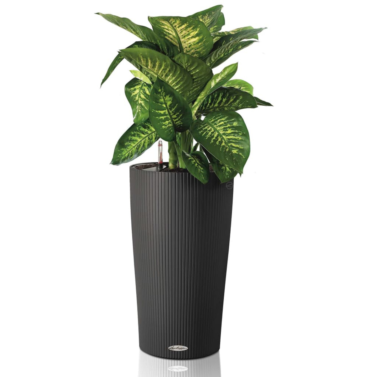 Grand pot noir avec une texture côtelée, contenant une plante avec des feuilles vertes et jaunes à motifs.