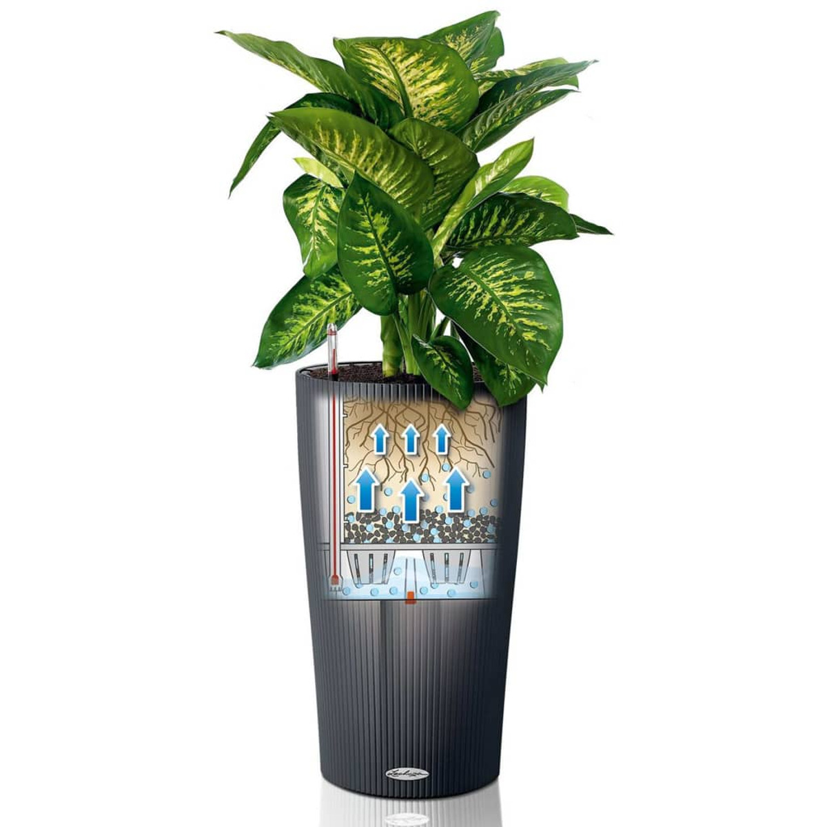 Une plante dans un pot noir, avec une coupe montrant la circulation de l'eau. Des flèches bleues indiquent le mouvement de l'eau.