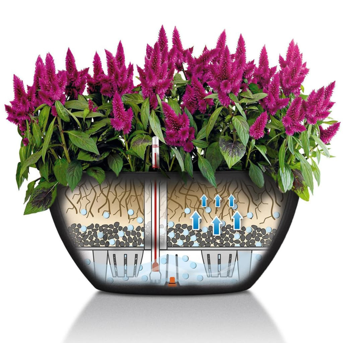 Blumentopf mit Querschnitt, der Wurzeln, Wasser und Pflanze zeigt, mit rosa Blüten.