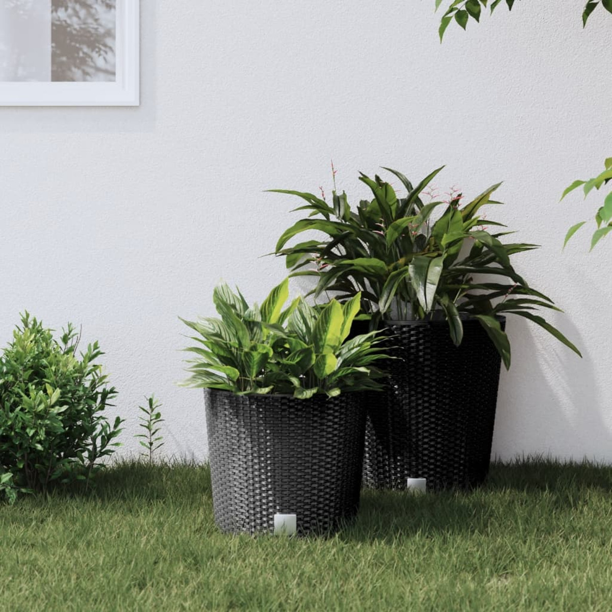 Zwei schwarze Pflanzgefäße mit grünen Pflanzen auf grünem Gras. Weiße Wand im Hintergrund.