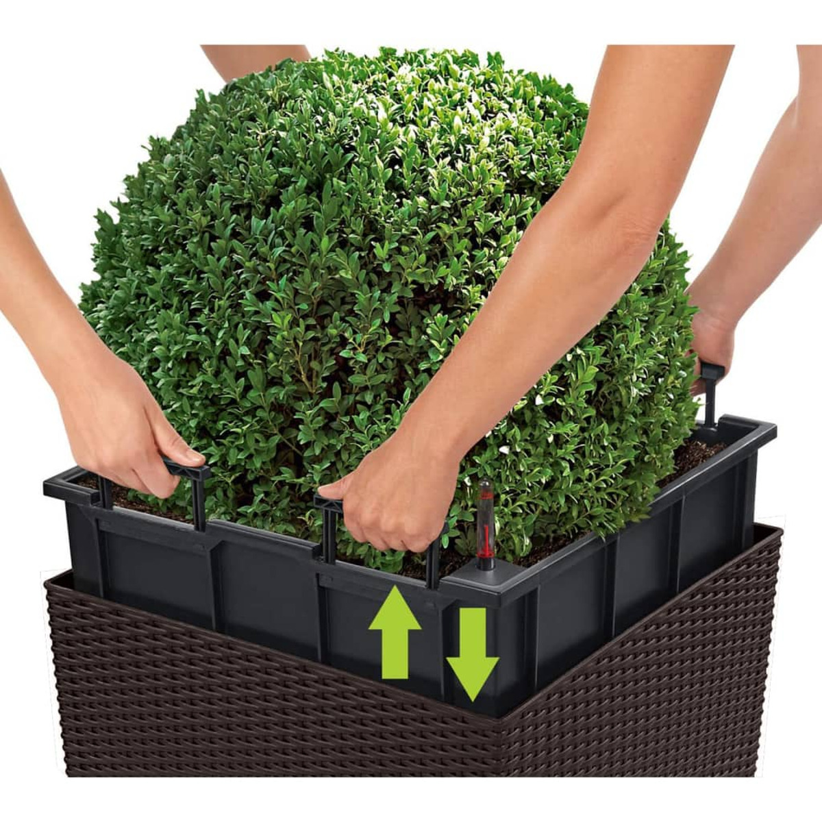 Mains plaçant une plante en forme de boule dans un pot sombre.