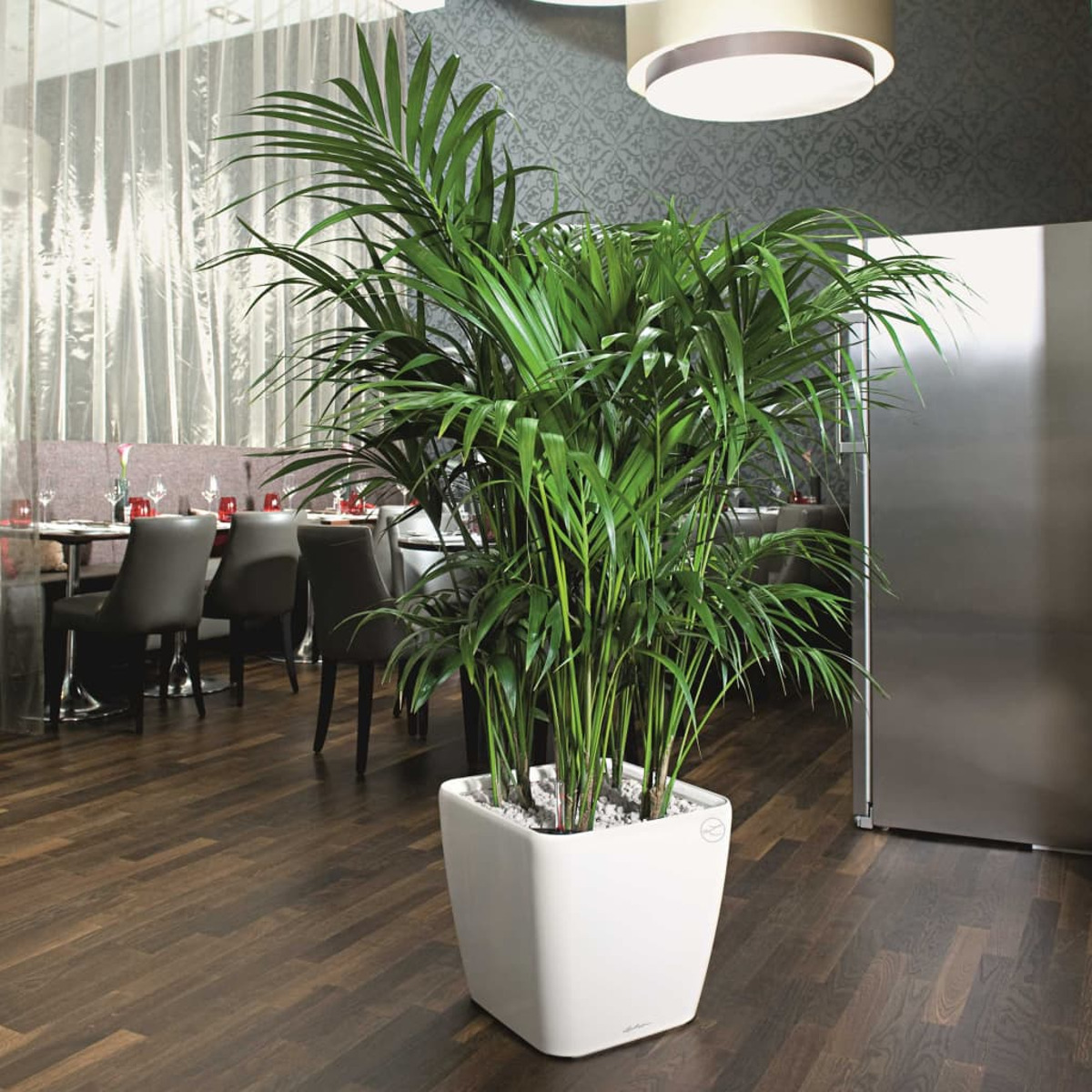 Grande pianta verde in un vaso quadrato bianco. Ambiente ristorante con tavoli, sedie e una parete in acciaio inox.