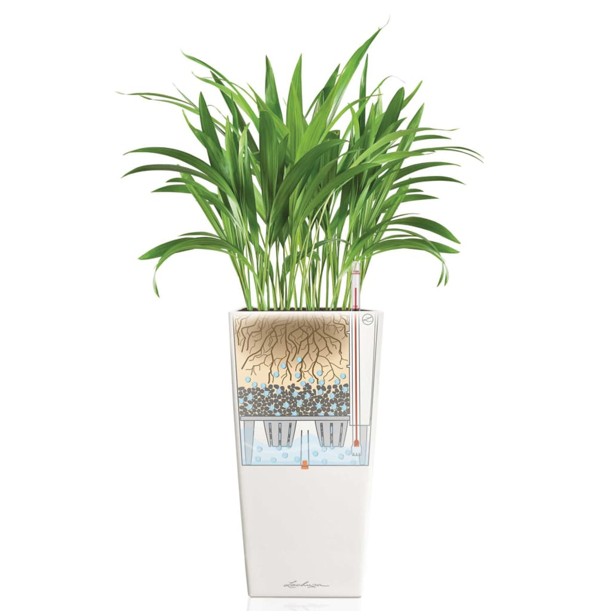 Grand pot de plante blanc avec une plante verte à l'intérieur. Montre les racines, le niveau d'eau et autres détails.