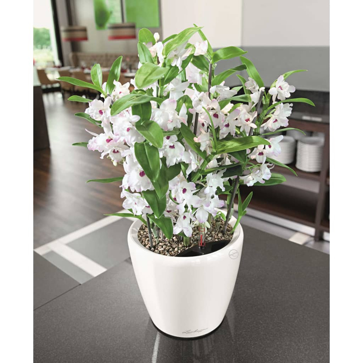 Orchidée en pot blanc avec fleurs blanches et violettes sur table sombre.