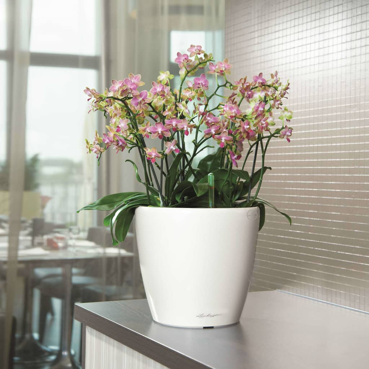 Pot blanc avec orchidées roses sur une table, près d'un mur carrelé.