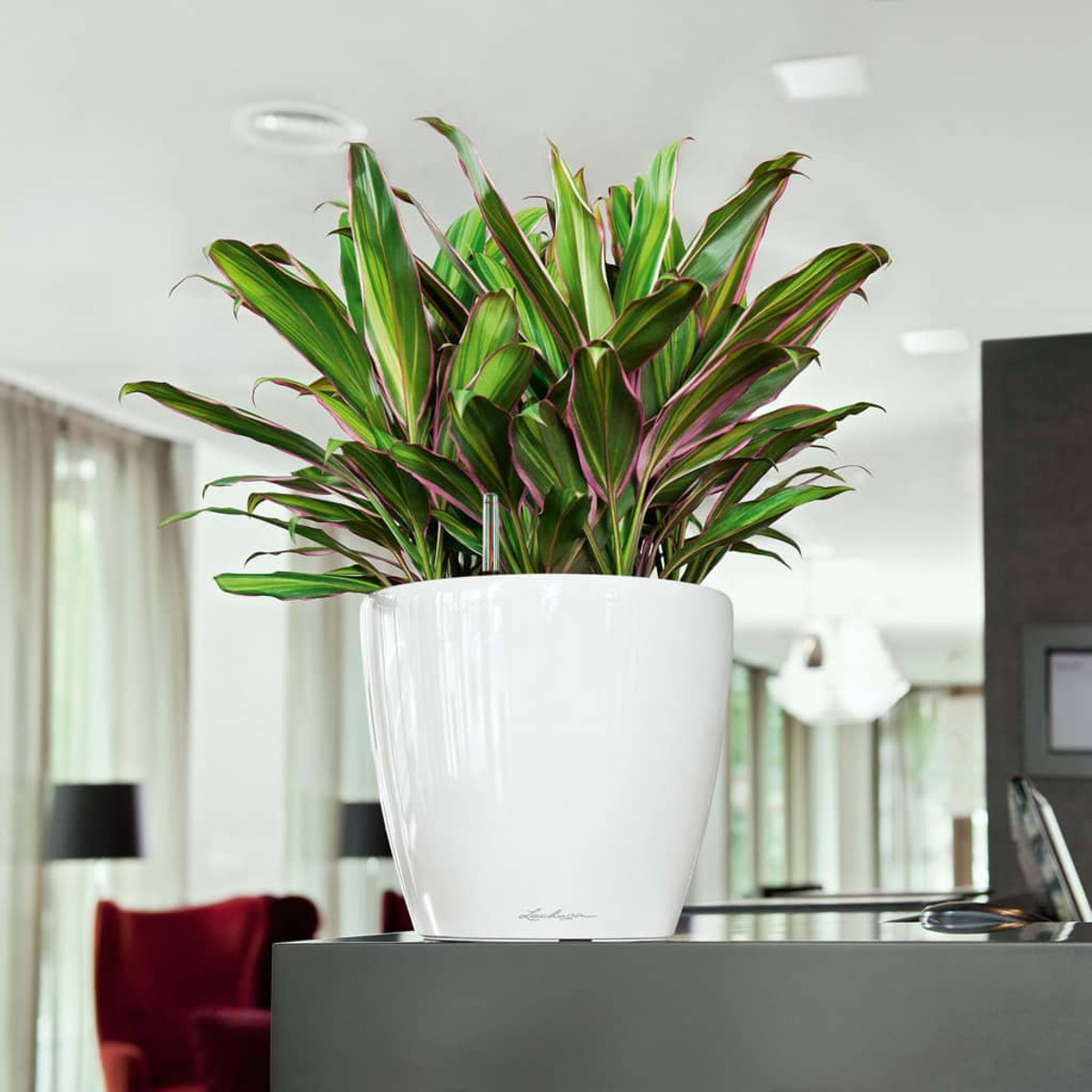 Grand pot blanc avec une plante aux feuilles vertes et roses, posé sur une surface sombre.