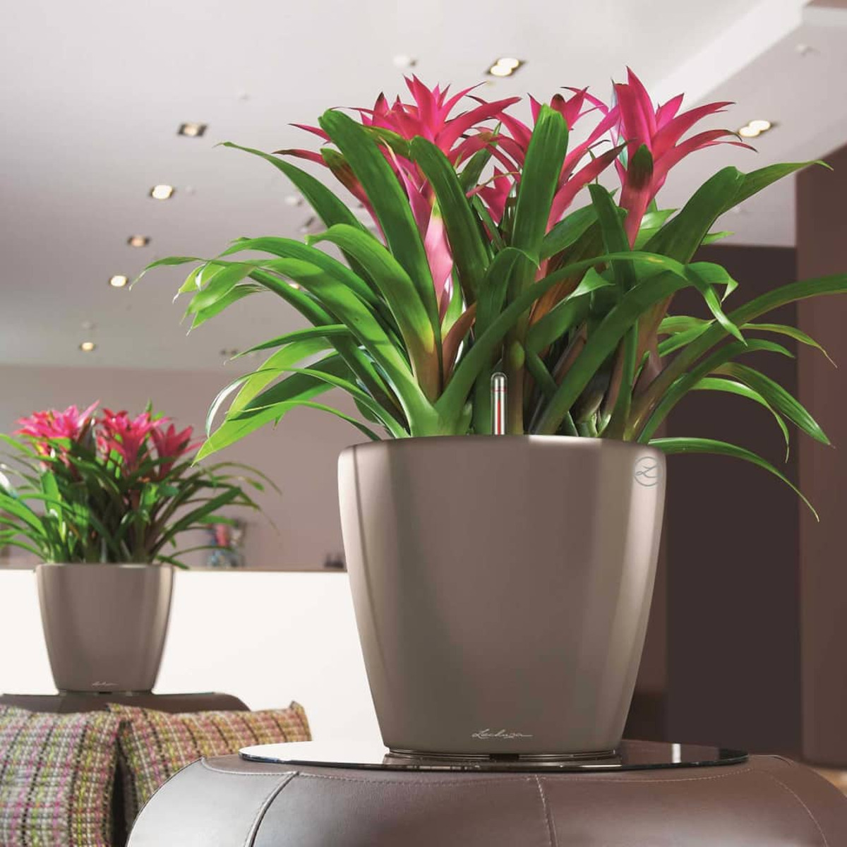 Due piante in vaso con fiori rosa. Una in primo piano, l'altra sullo sfondo.