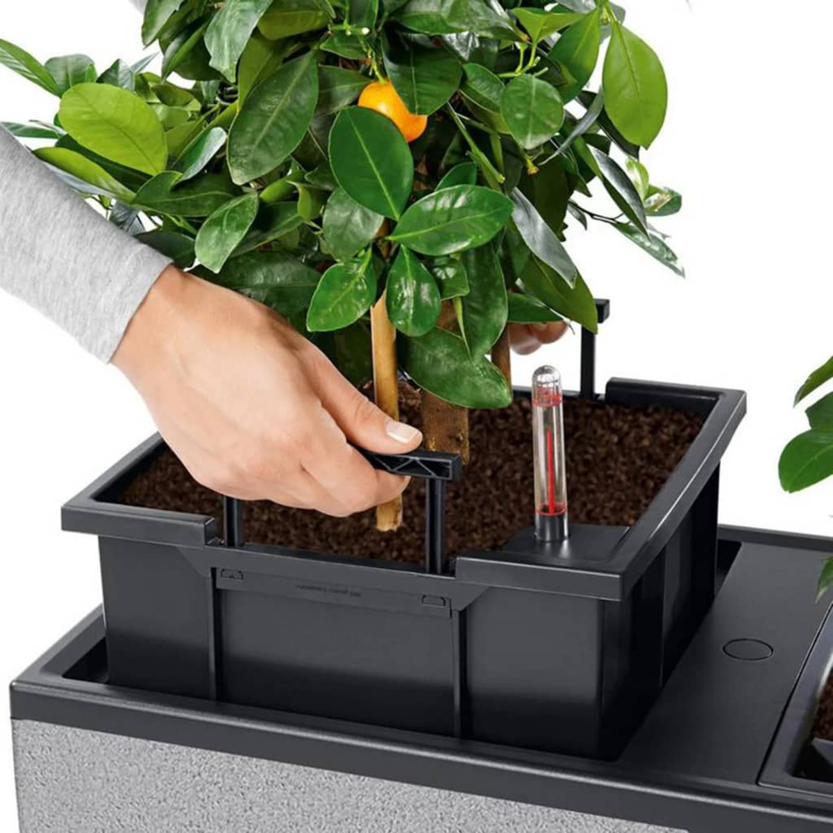 Persona che pianta un piccolo albero di agrumi in una fioriera nera.