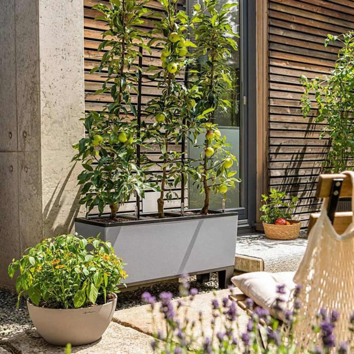 Scène extérieure avec des plantes dans une jardinière grise. Arbres sur treillis, chaise et fleurs.