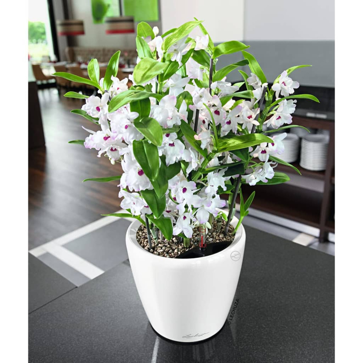 Pot en céramique blanche avec fleurs blanches et violettes. Fond sombre, avec plantes. Scène bien éclairée.