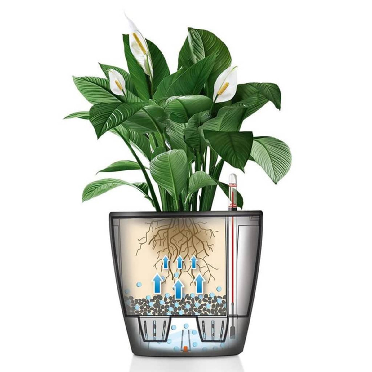 Plante dans un pot transparent avec racines et indicateurs de niveau d'eau.