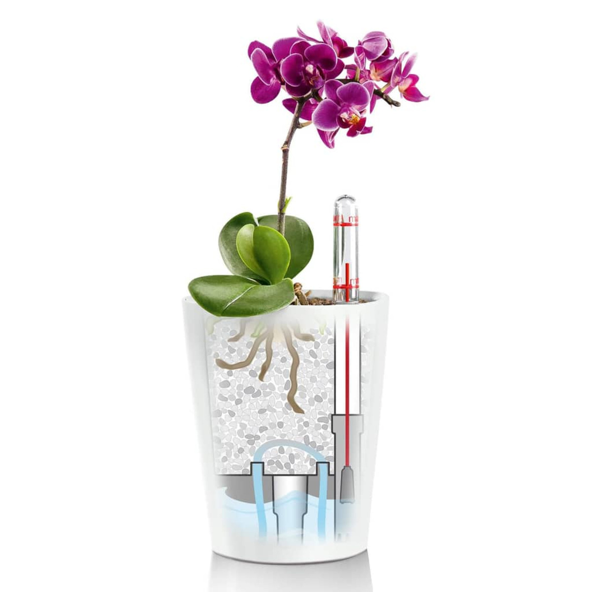 Orchidee in einem weißen Selbstbewässerungstopf, die Wurzeln und den Wasserstand zeigend.