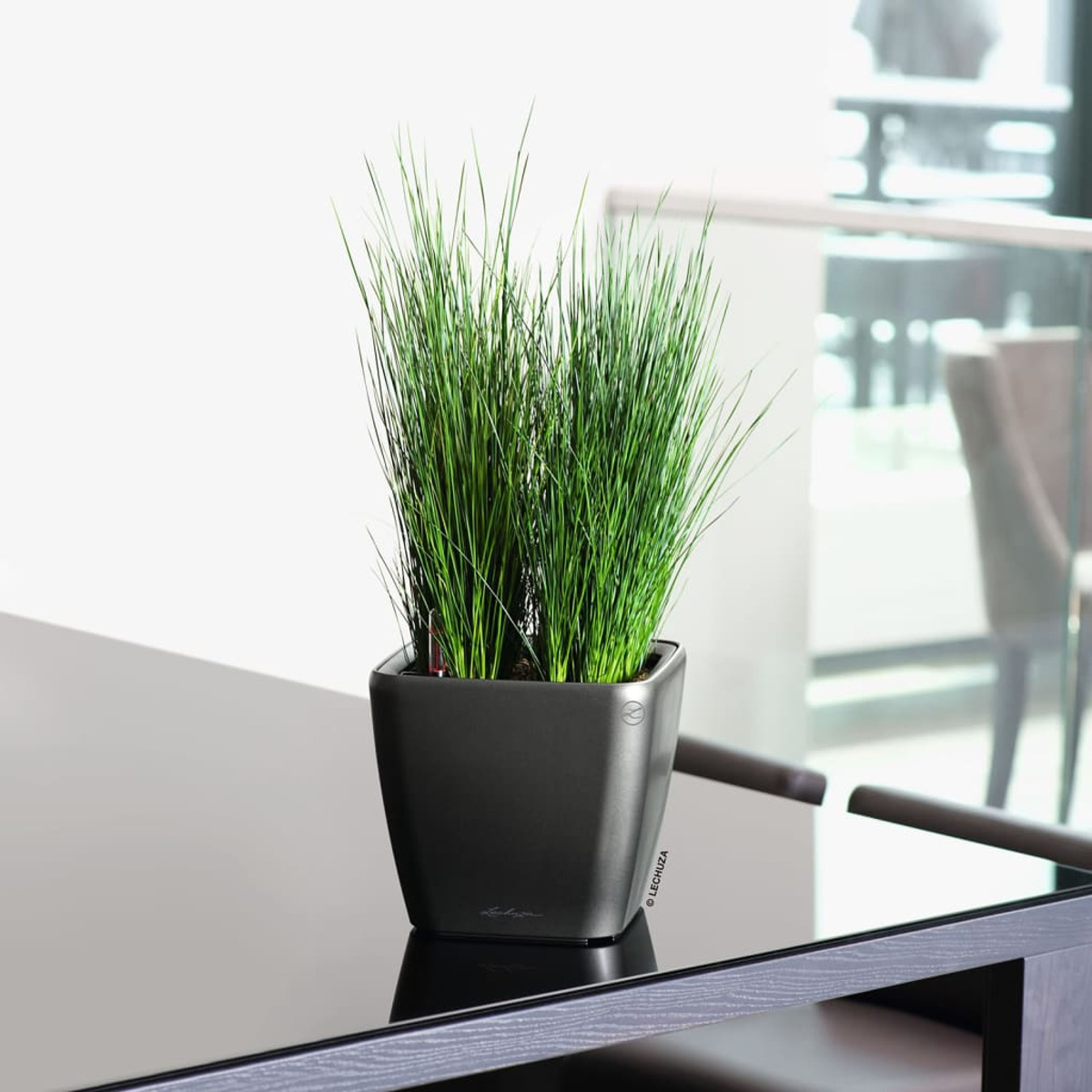 Une plante en pot noir avec un long feuillage vert semblable à de l'herbe. Elle est posée sur une surface noire réfléchissante.