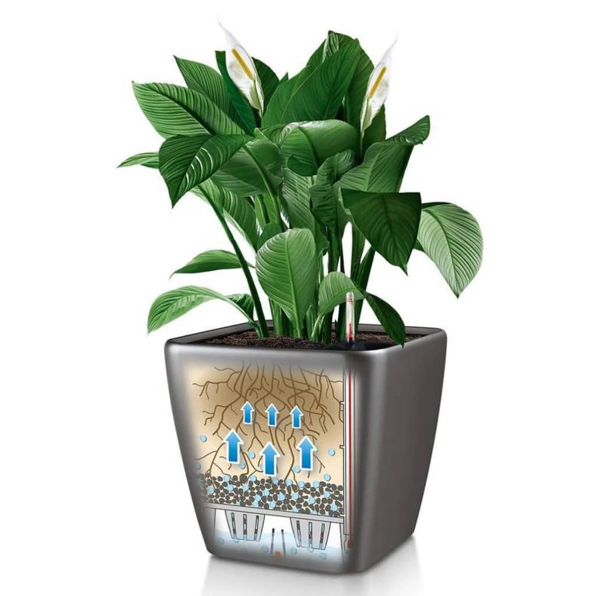 Plante avec de grandes feuilles. Fleurs blanches. Coupe transversale montrant les racines et le flux d'eau.