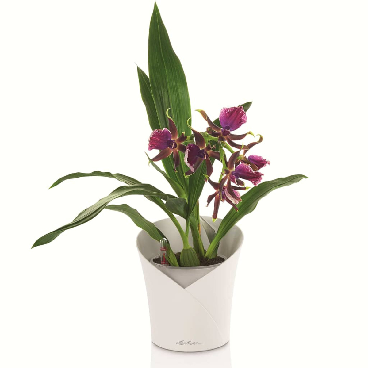 Une plante d'orchidée en pot avec des fleurs violettes et blanches et des feuilles vertes. Fond blanc.