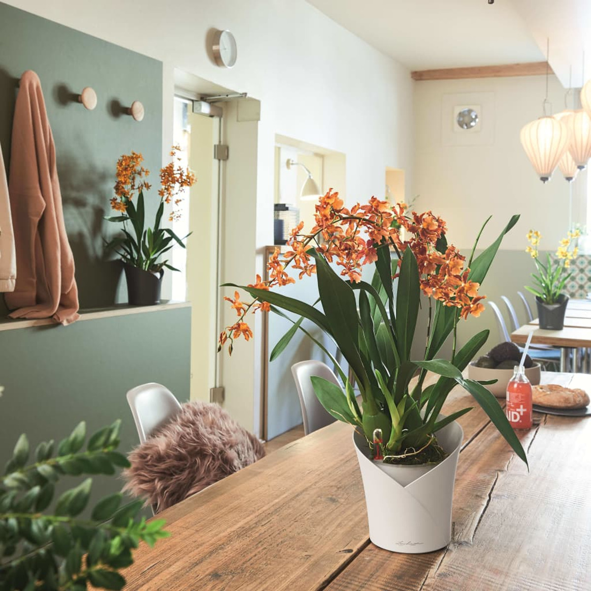 Plante avec des fleurs oranges sur une table en bois. Vase blanc. Fond de salle à manger.