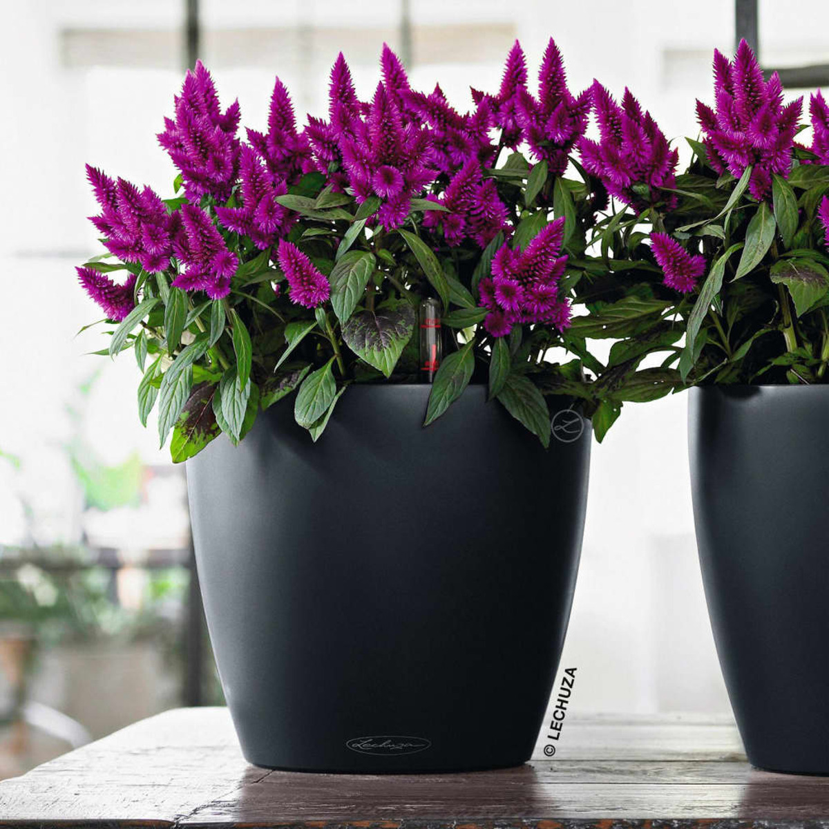 Due fioriere nere con vibranti fiori viola. Lo sfondo è una finestra con luce naturale.
