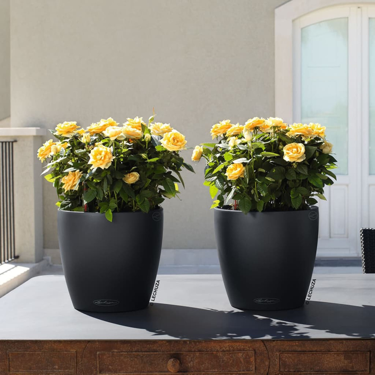 Deux jardinières noires avec des roses jaunes. Cadre extérieur.