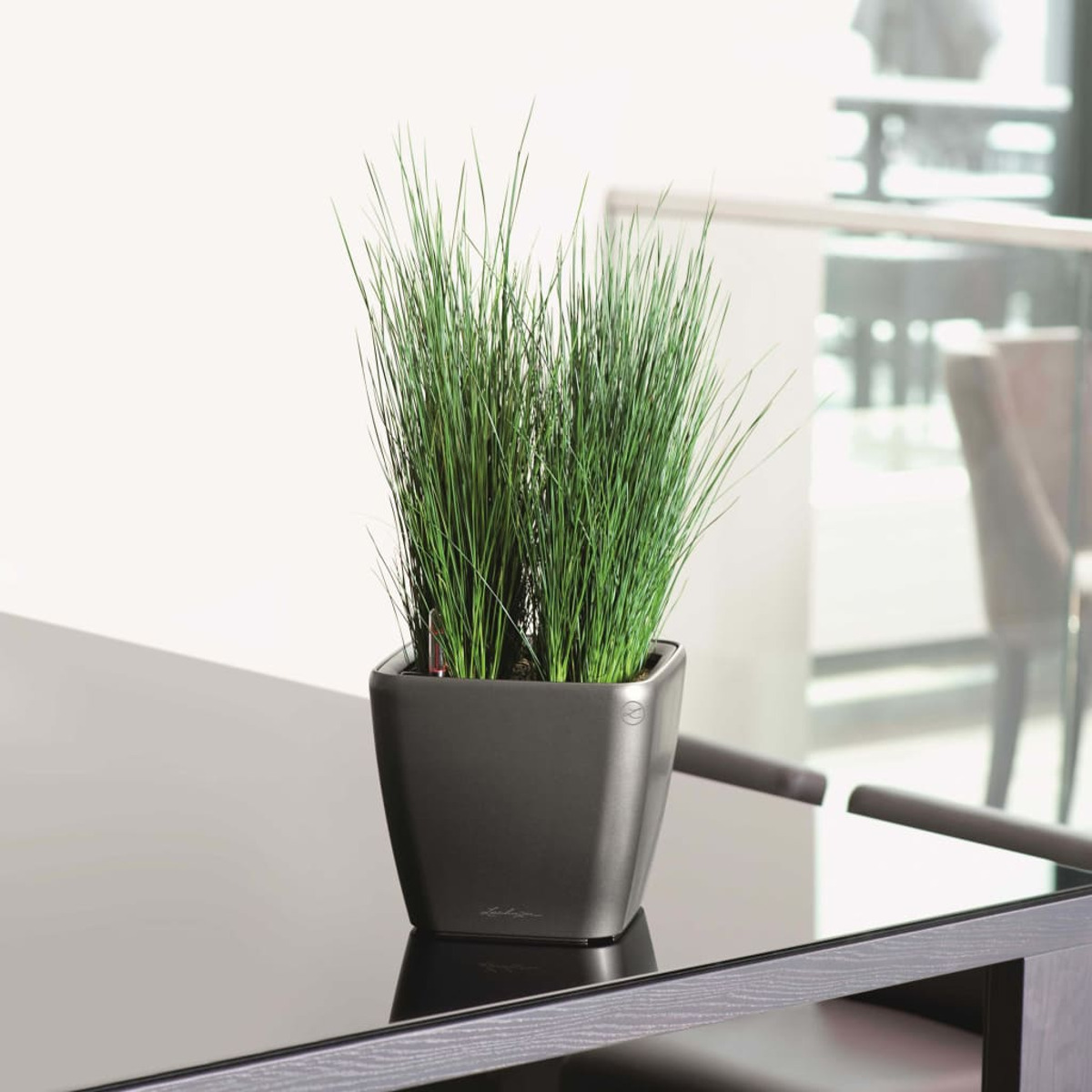Pianta in vaso con erba verde su tavolo nero, con parete bianca sullo sfondo.