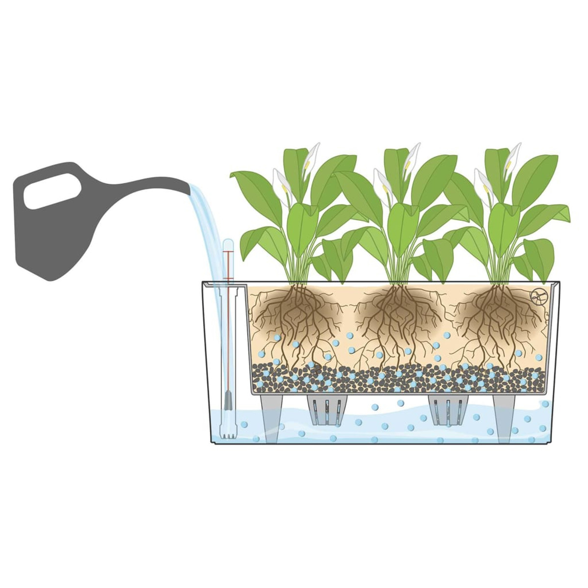 Illustrazione: acqua versata in una fioriera con piante.