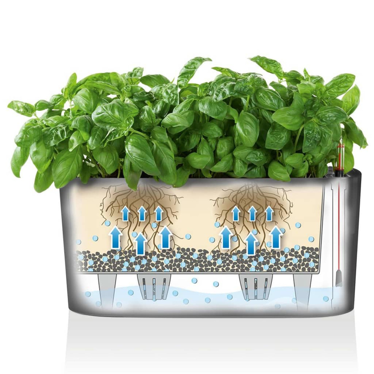 Sezione trasversale della fioriera che mostra le radici del basilico nel terreno, il serbatoio dell'acqua e il livello dell'acqua.