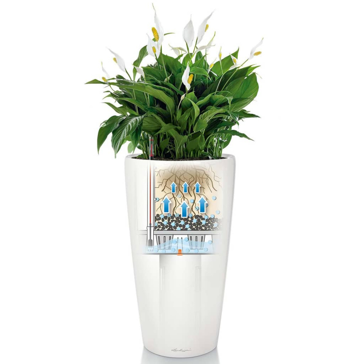 Grand pot blanc avec plante verte, fleurs blanches et coupe transversale des racines. Fond blanc.