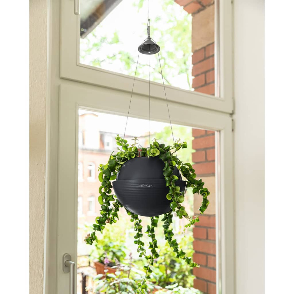 Schwarzer Hängepflanzer mit grüner Rankpflanze, vor einem Fenster aufgehängt.