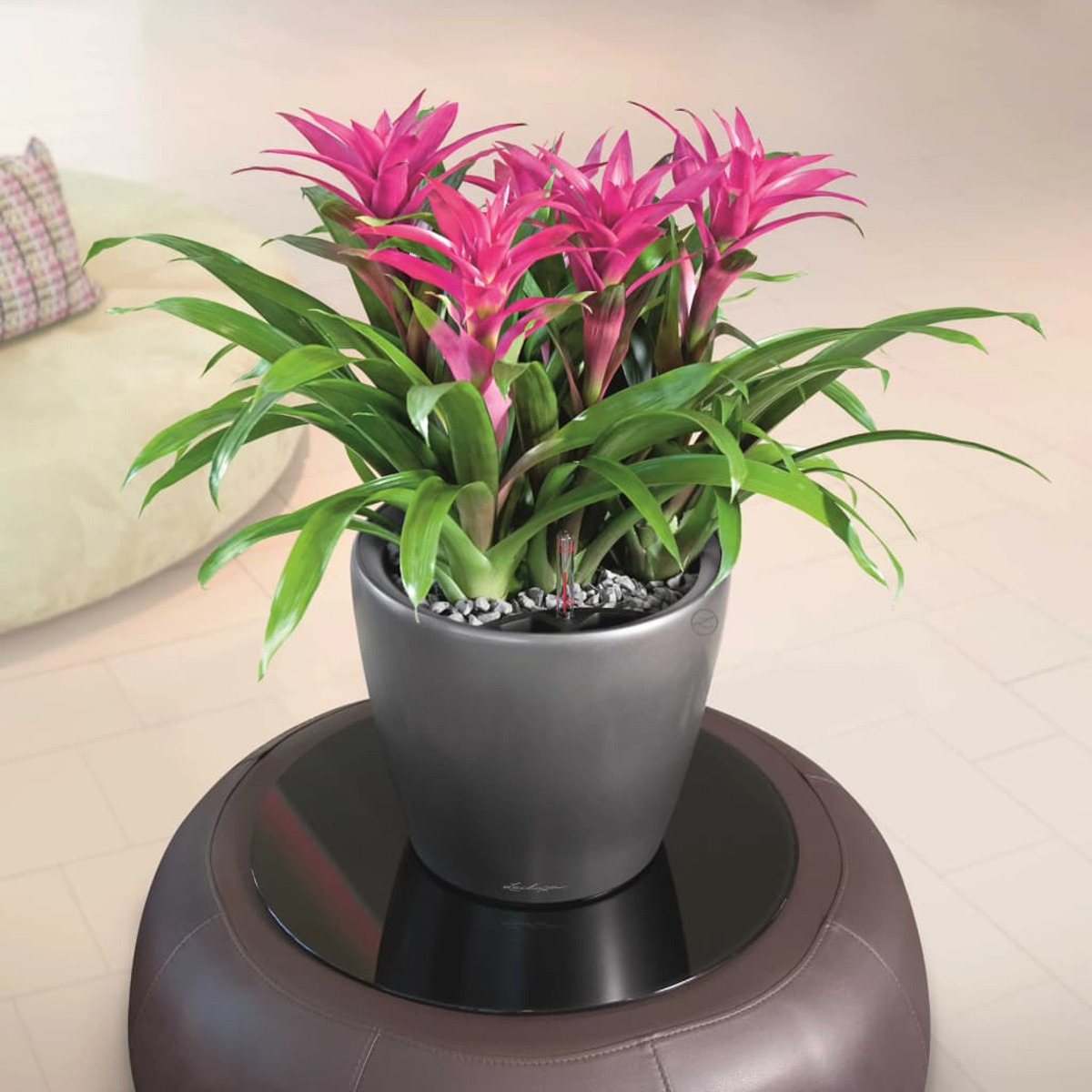 Une plante dans un pot avec des fleurs roses, posée sur une table. L'arrière-plan est une pièce.