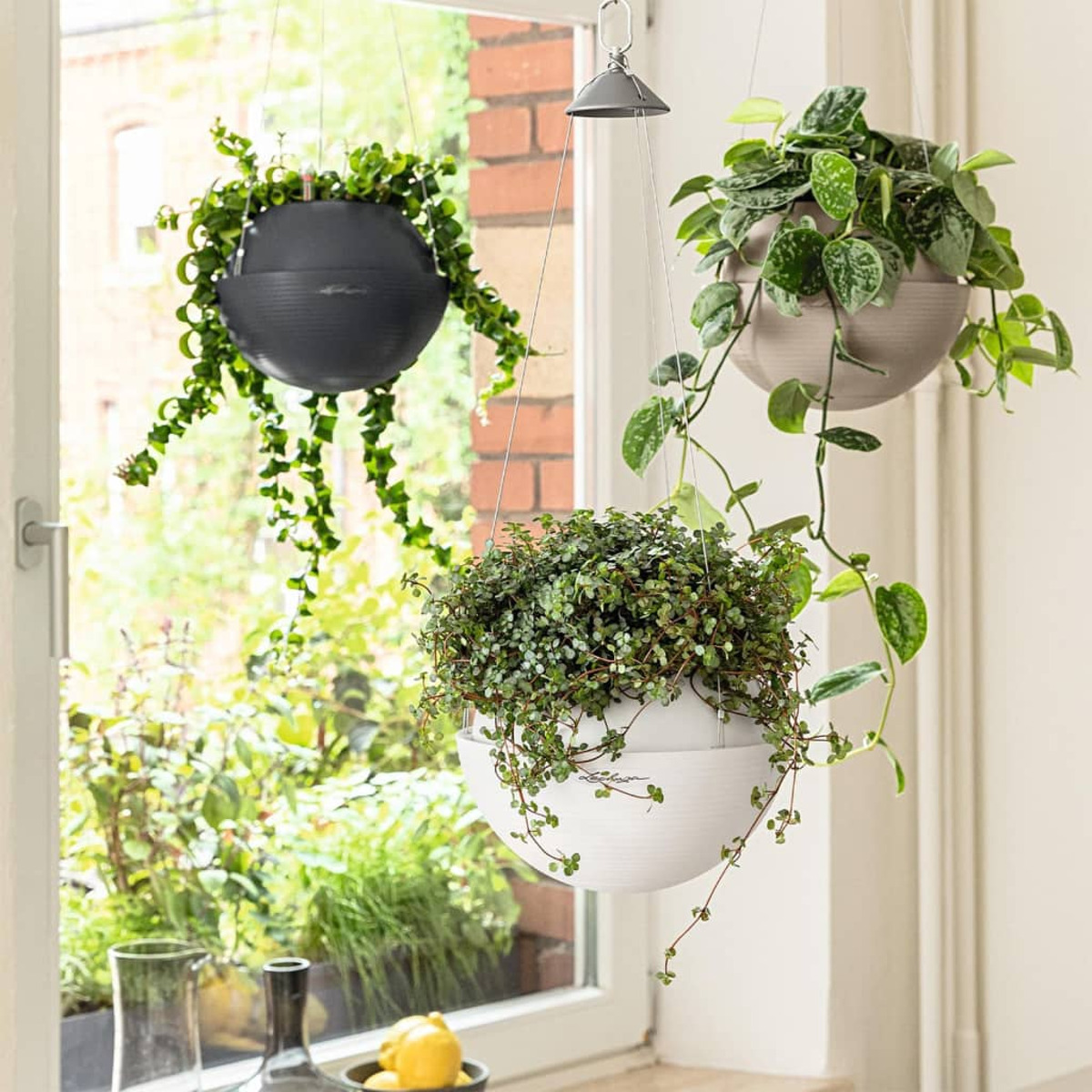 Trois jardinières suspendues avec des plantes vertes. Fenêtre en arrière-plan.