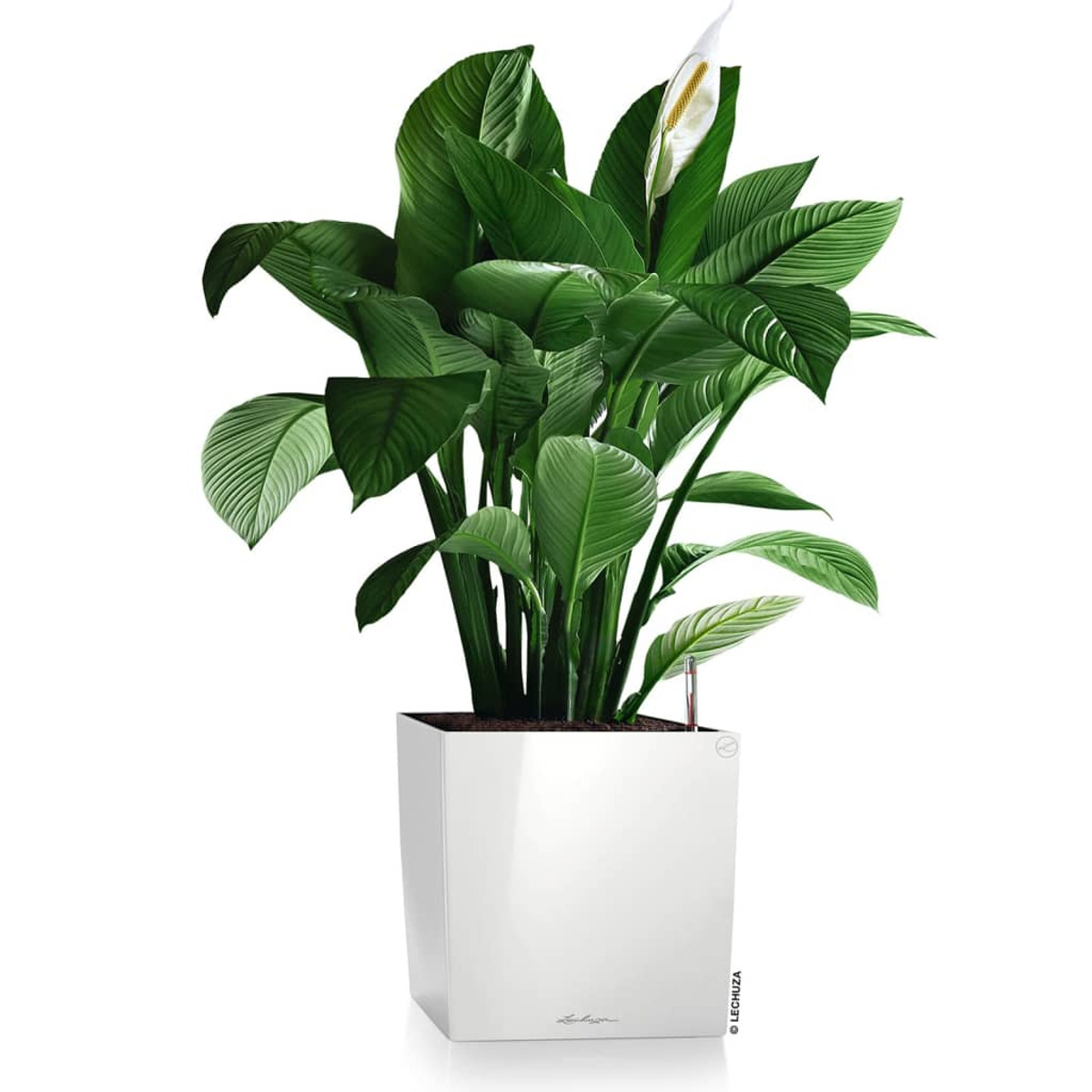Große Topfpflanze mit grünen Blättern und einer weißen Blüte. Quadratischer weißer Topf.