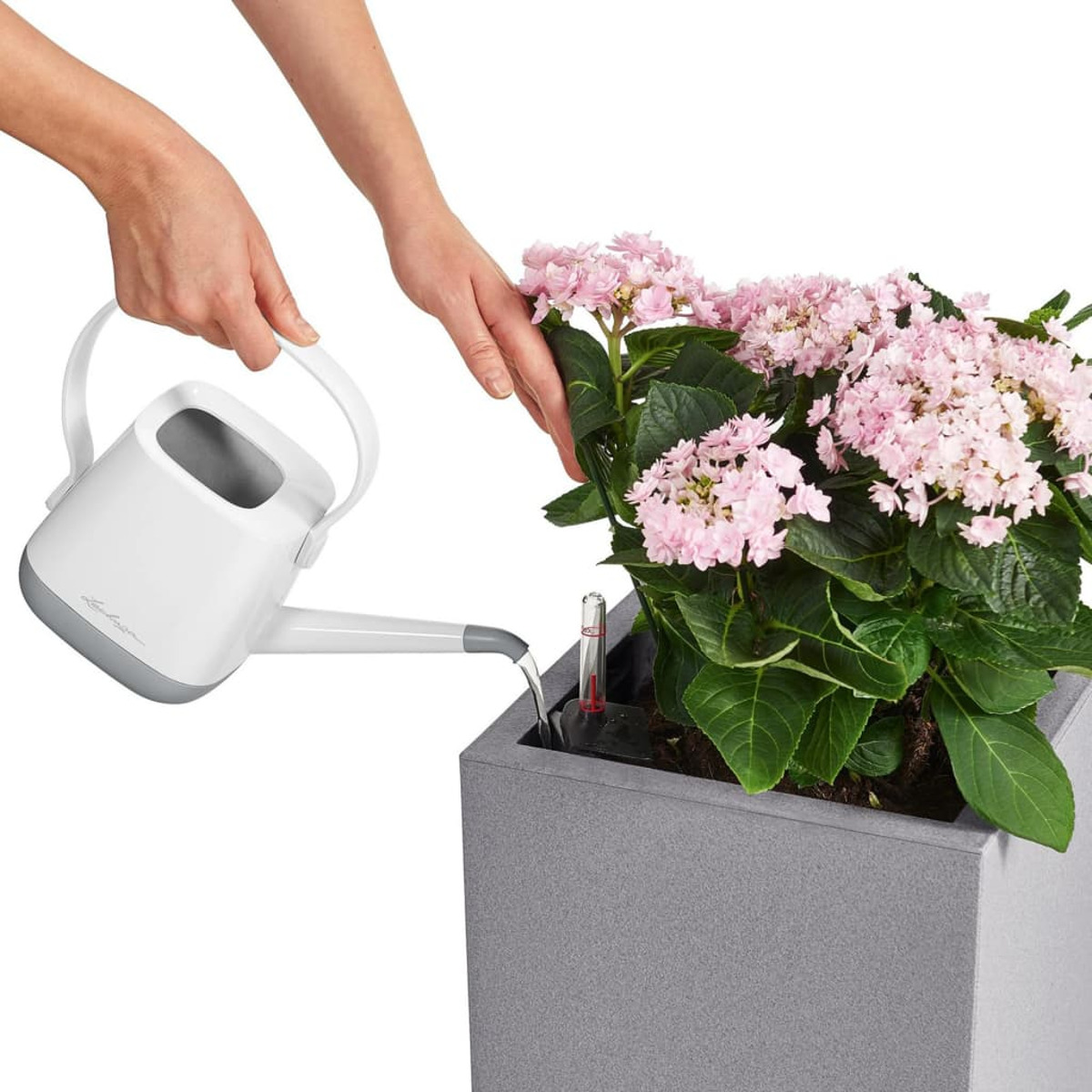 Hände, die rosa Hortensien in einem grauen Pflanzkasten gießen, mit einem kleinen Thermometer. Eine weiße Gießkanne wird verwendet.