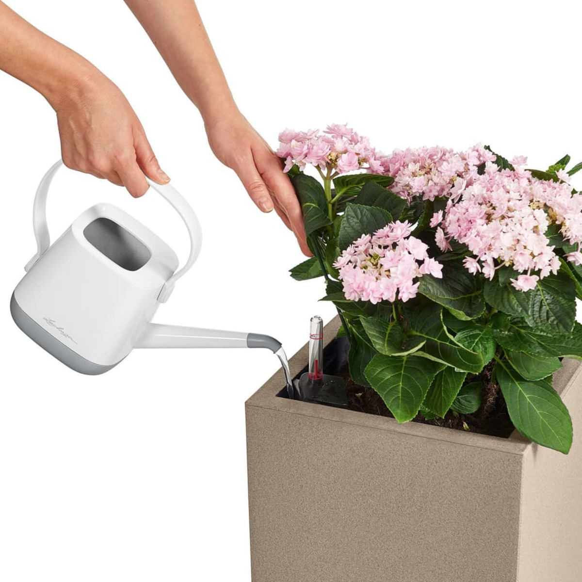 Gießen einer rosa blühenden Pflanze in einem beigen Pflanzkübel mit einer weißen Gießkanne.