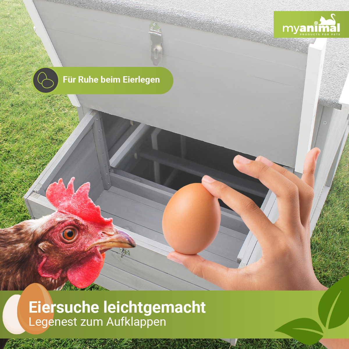 Hühnerstall mit einer Person, die ein Ei hält, und einem Huhn.