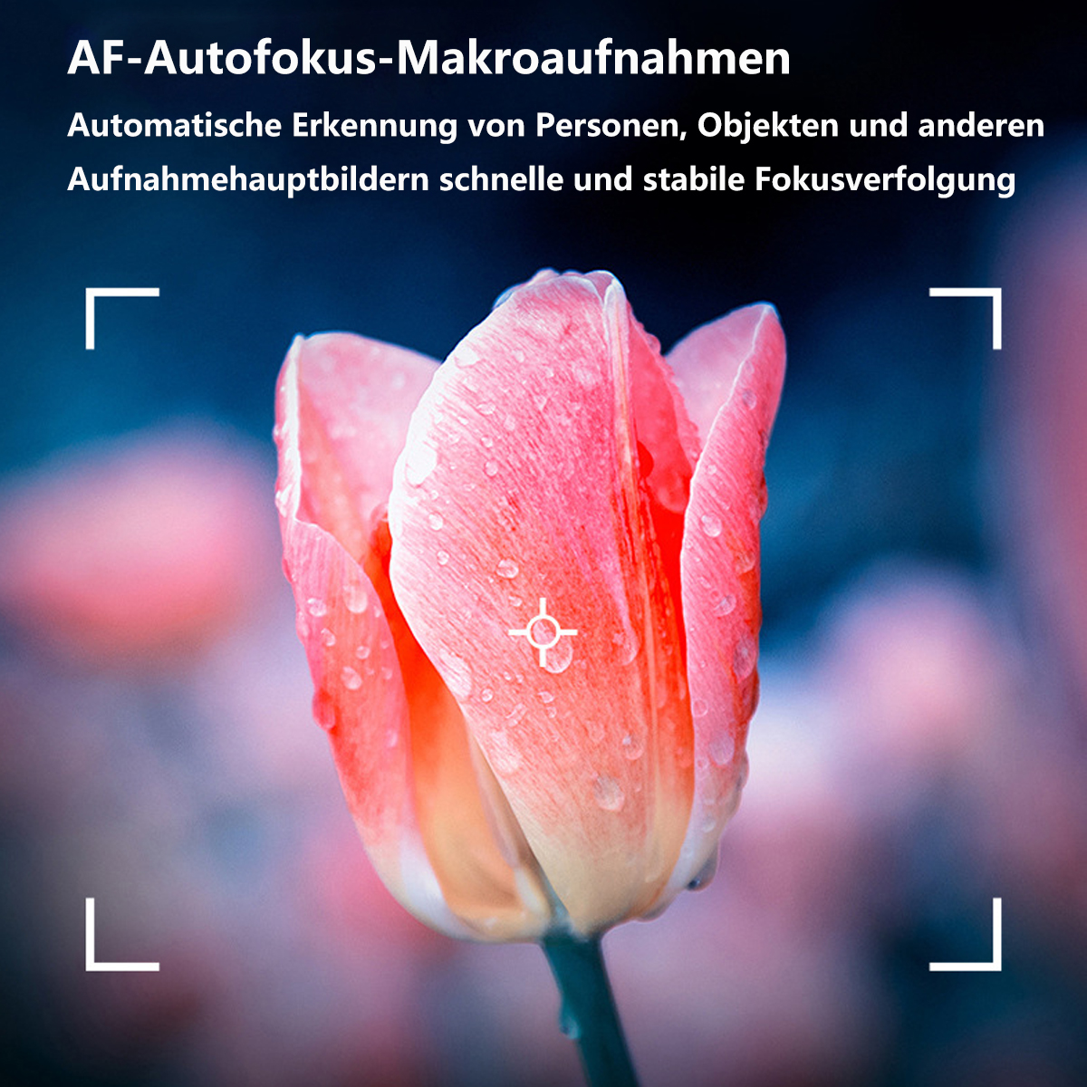 Nahaufnahme einer rosa Tulpe mit Wassertropfen, Fokus-Boxen in den Ecken.