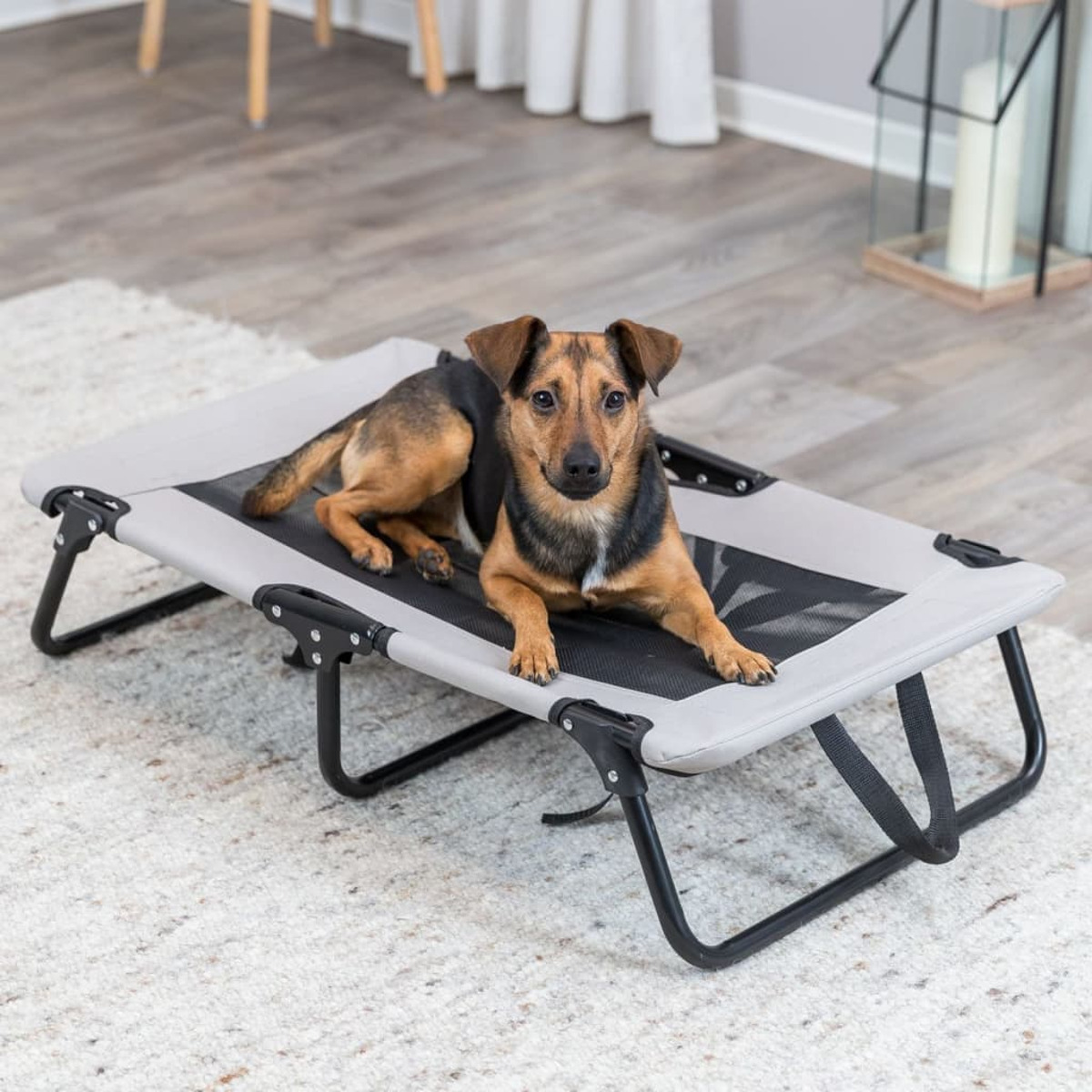 Cane che riposa su un letto grigio per animali su un pavimento in moquette. Il cane è marrone e nero.