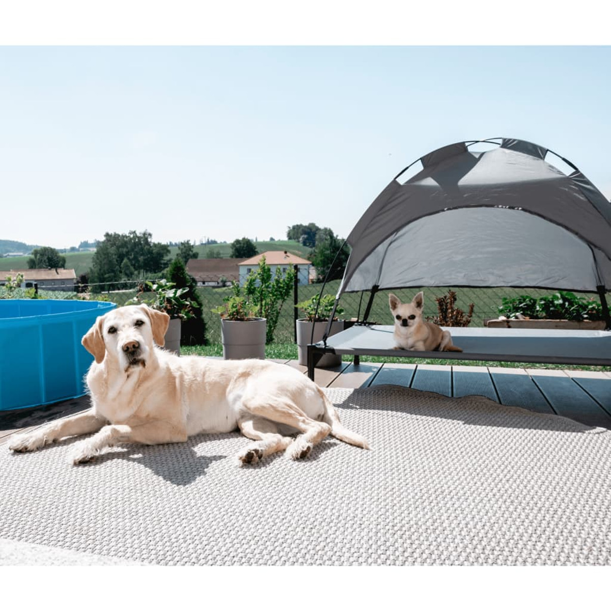 Zwei Hunde, einer liegt, einer im Zelt. Grünes Feld und blauer Pool im Hintergrund.