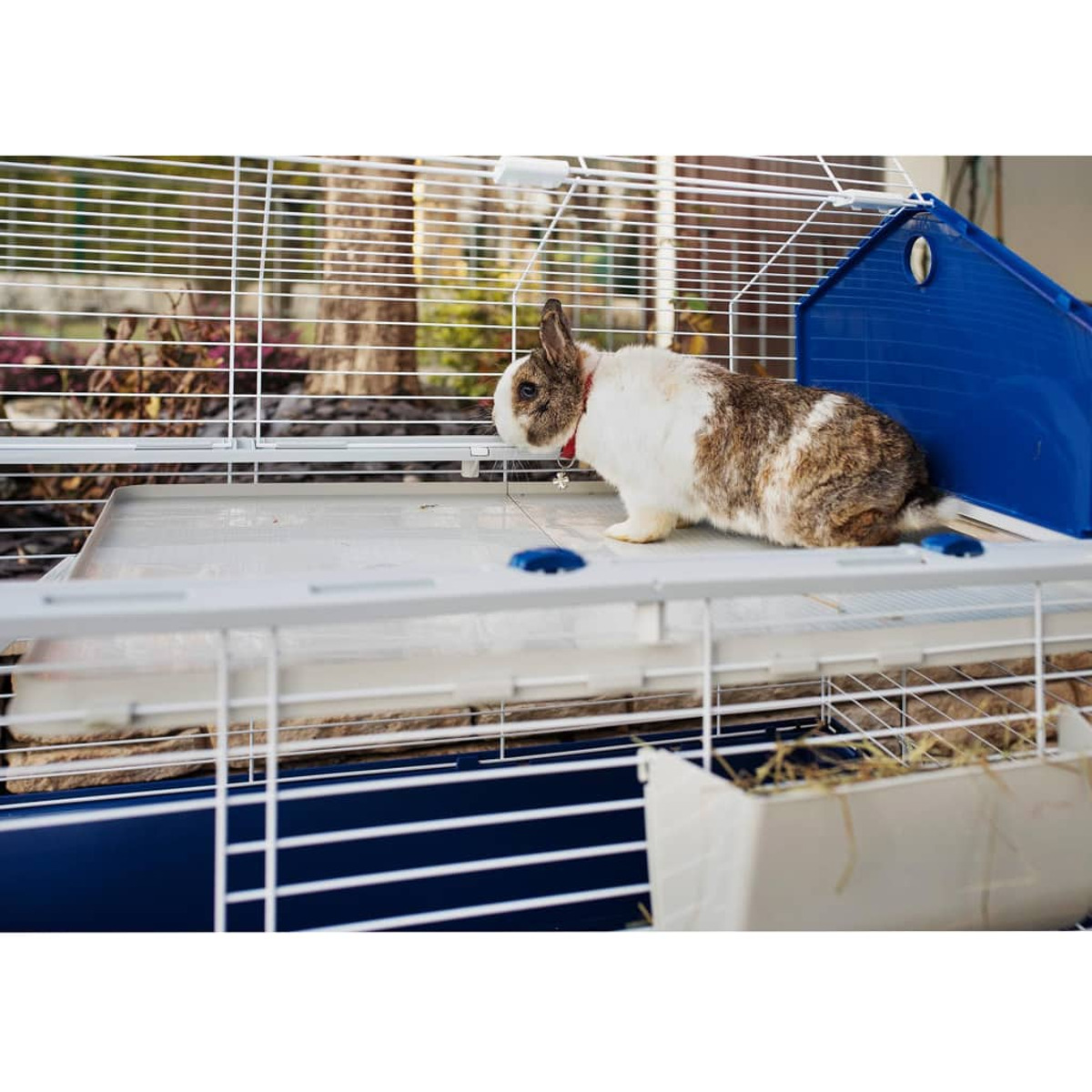 Un conejo en una jaula. Es blanco y marrón. La jaula es azul y blanca.