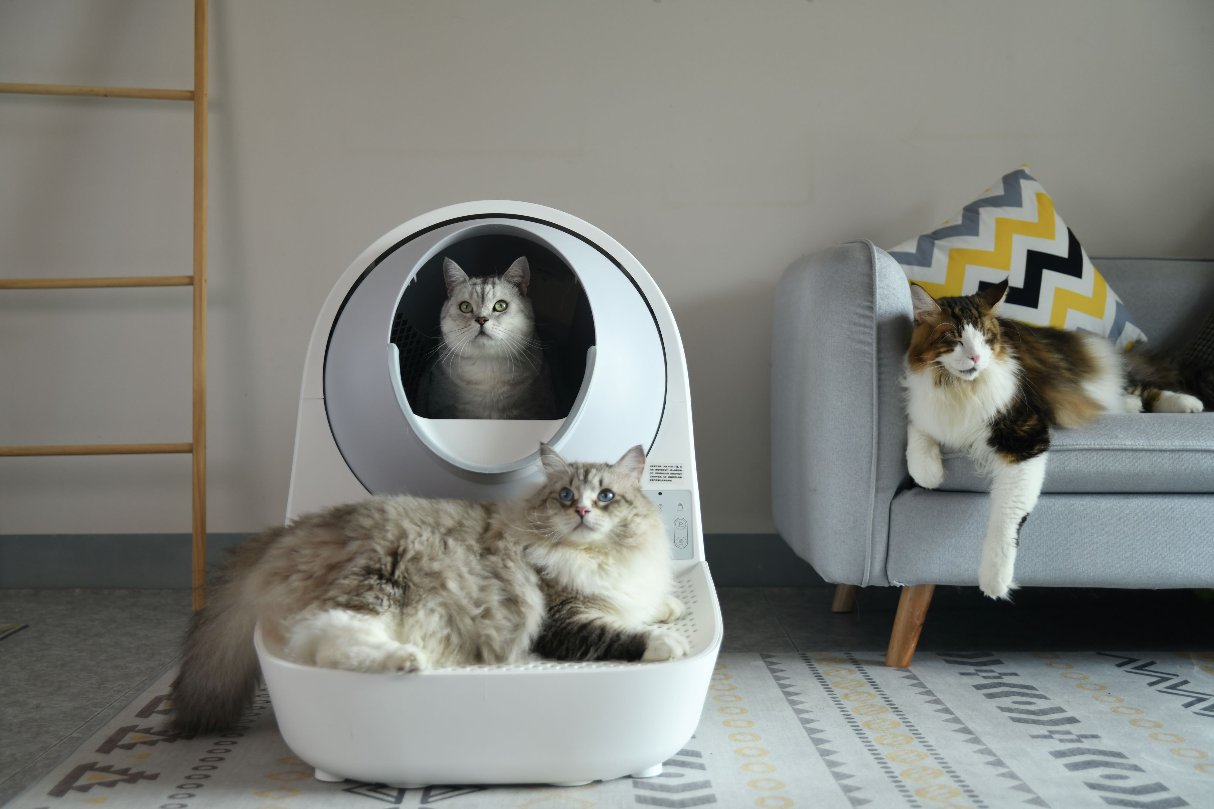 Drei Katzen in einer weißen Katzentoilette, eine Katze auf einem Sofa.