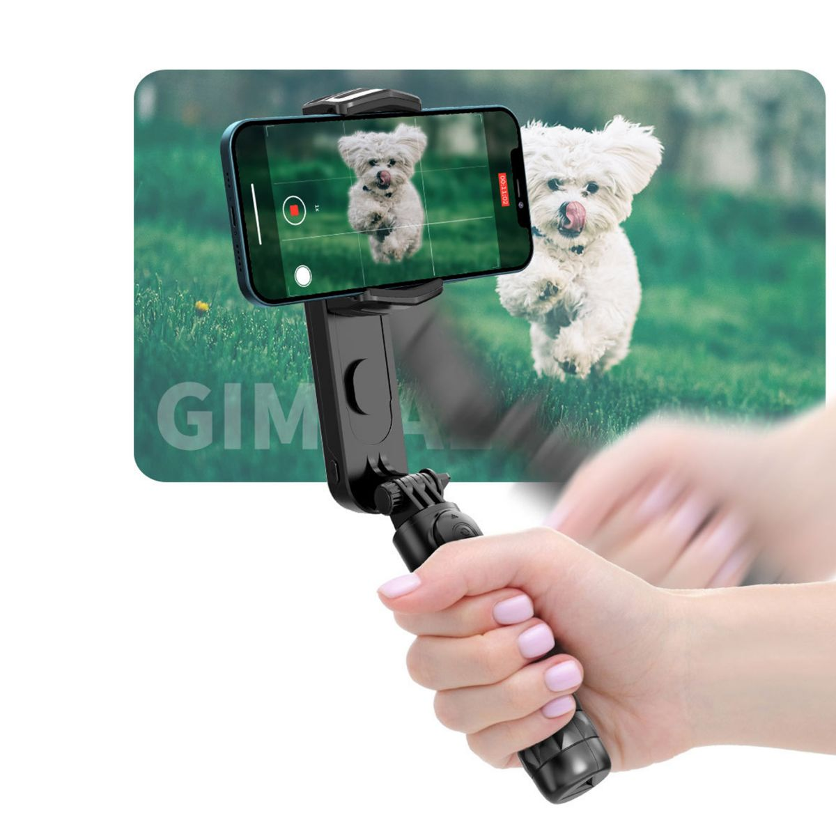 Eine Person hält ein Telefon in einem Gimbal, das einen Hund filmt. Das Telefon zeigt einen laufenden Hund.