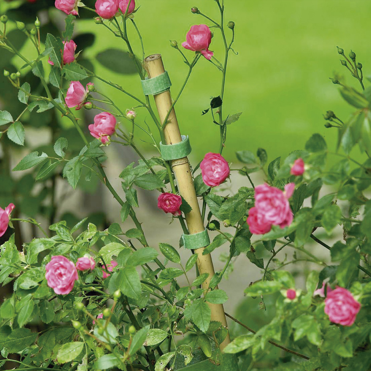 Roze rozen klimmen op bamboe.