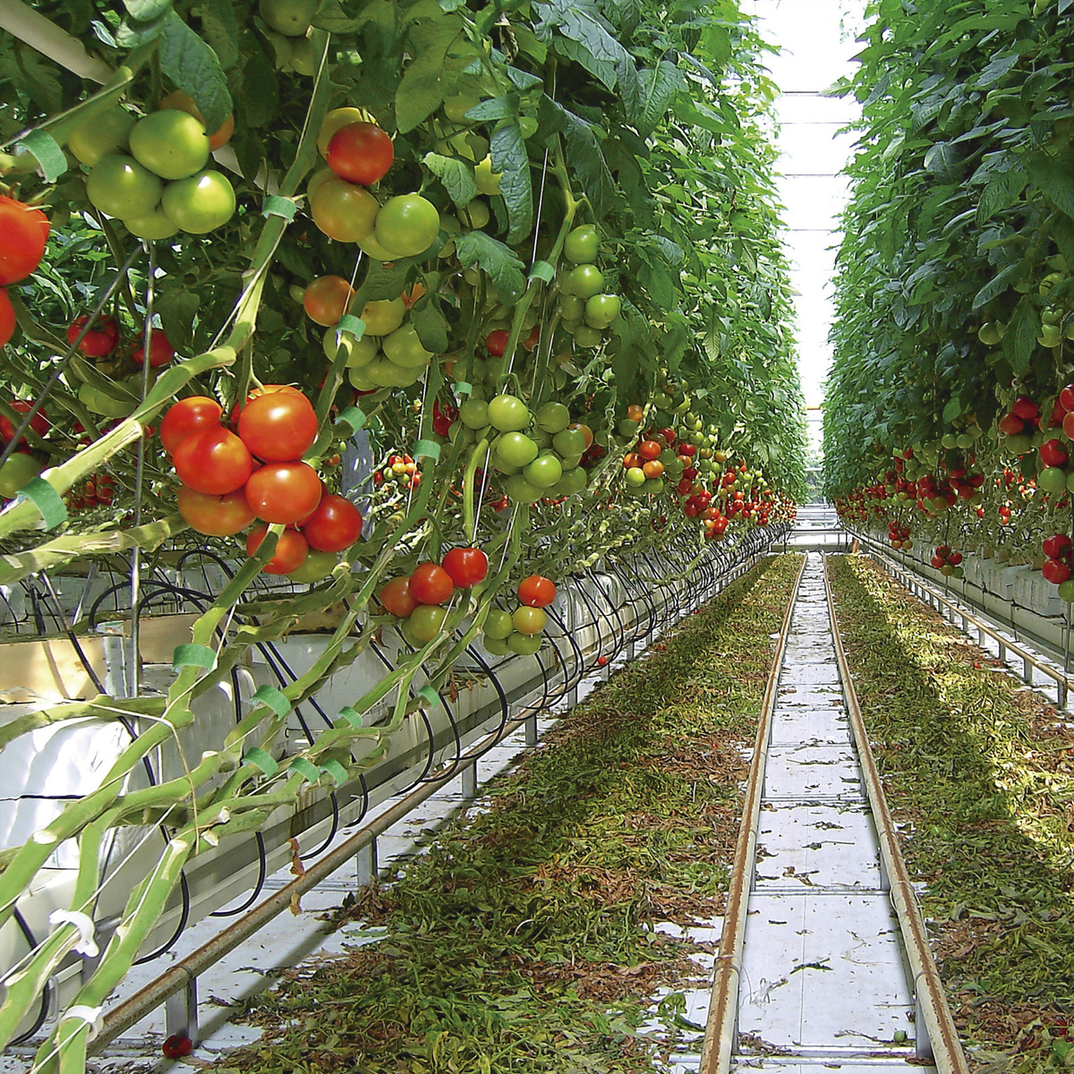Kas met rijen tomatenplanten, sommige met rijpe, rode tomaten.