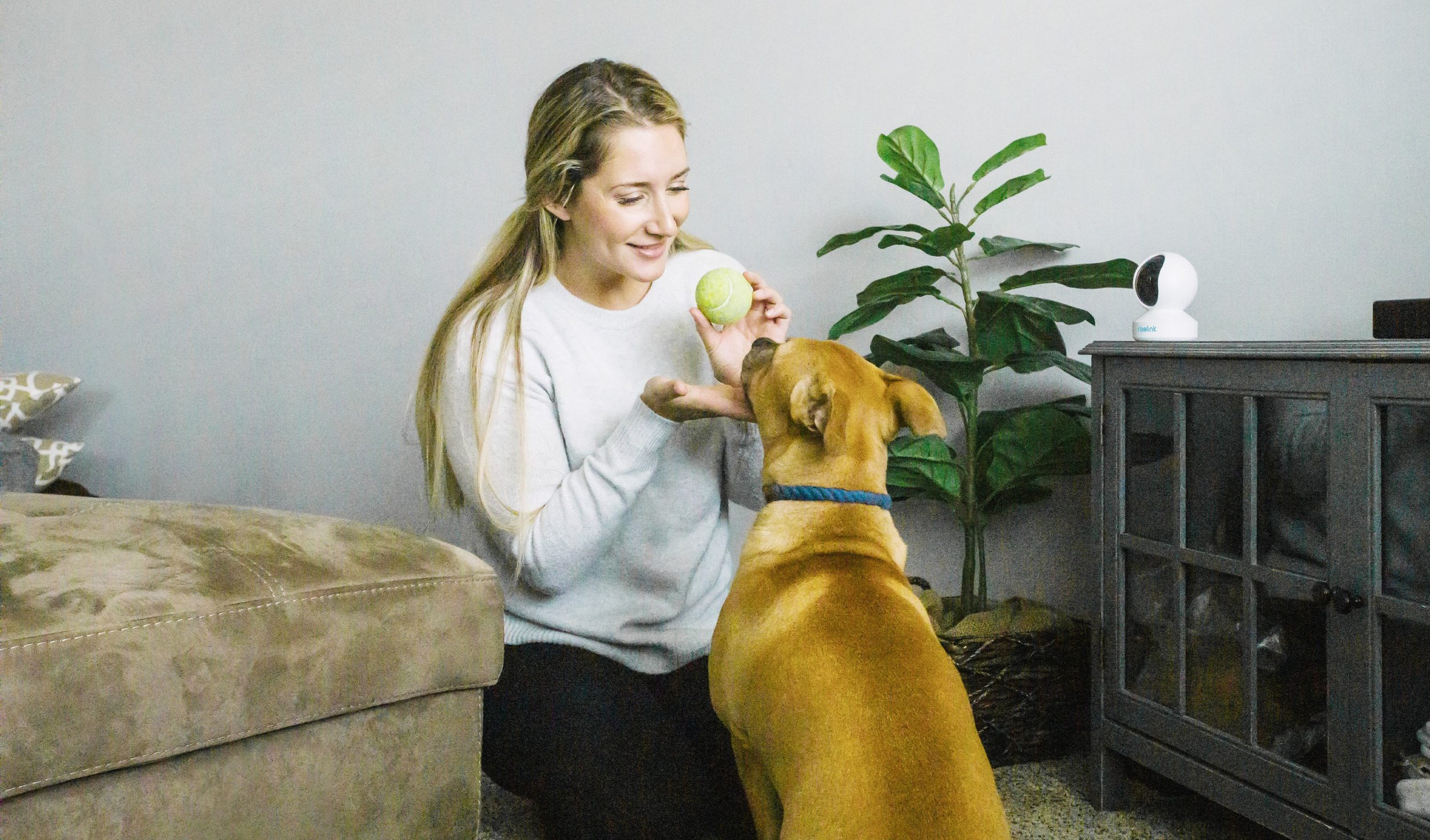Eine Frau spielt mit einem Hund mit Ball in einem Wohnzimmer.