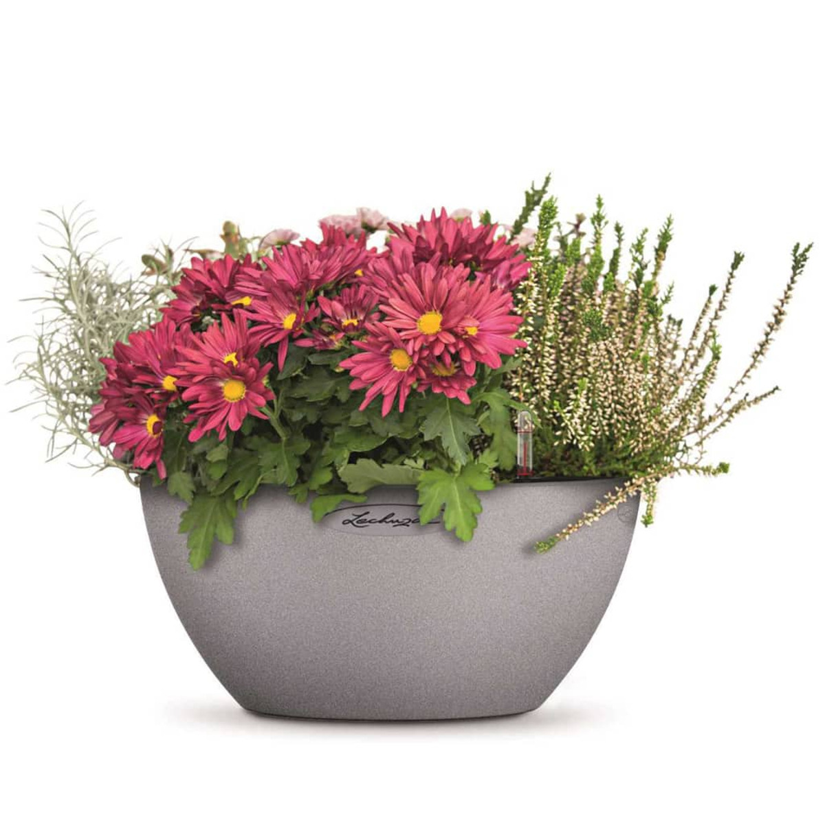 Ein grauer Pflanztopf mit rosa Blüten und grünen Pflanzen, auf weißem Hintergrund.