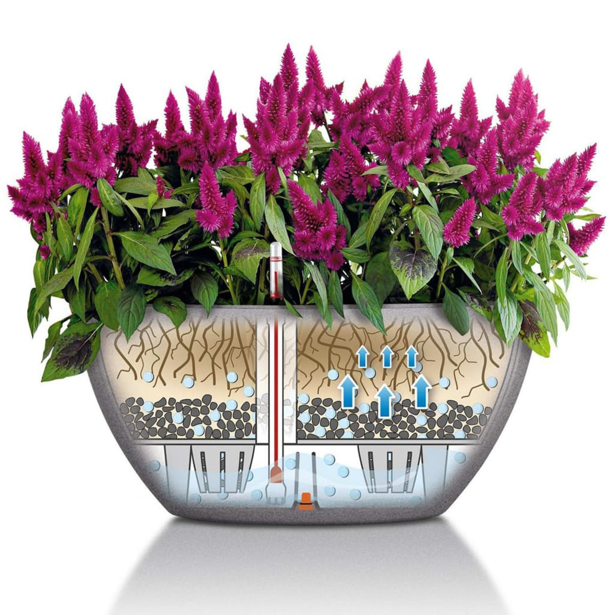 Pflanztopf mit lila Blumen, zeigt die innere Struktur mit Wasser und Wurzeln, weißer Hintergrund.