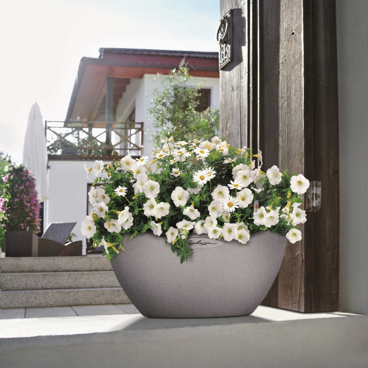 Grauer Blumentopf gefüllt mit weißen Petunien und Gänseblümchen, auf einer Terrasse. Ein Haus ist im Hintergrund.