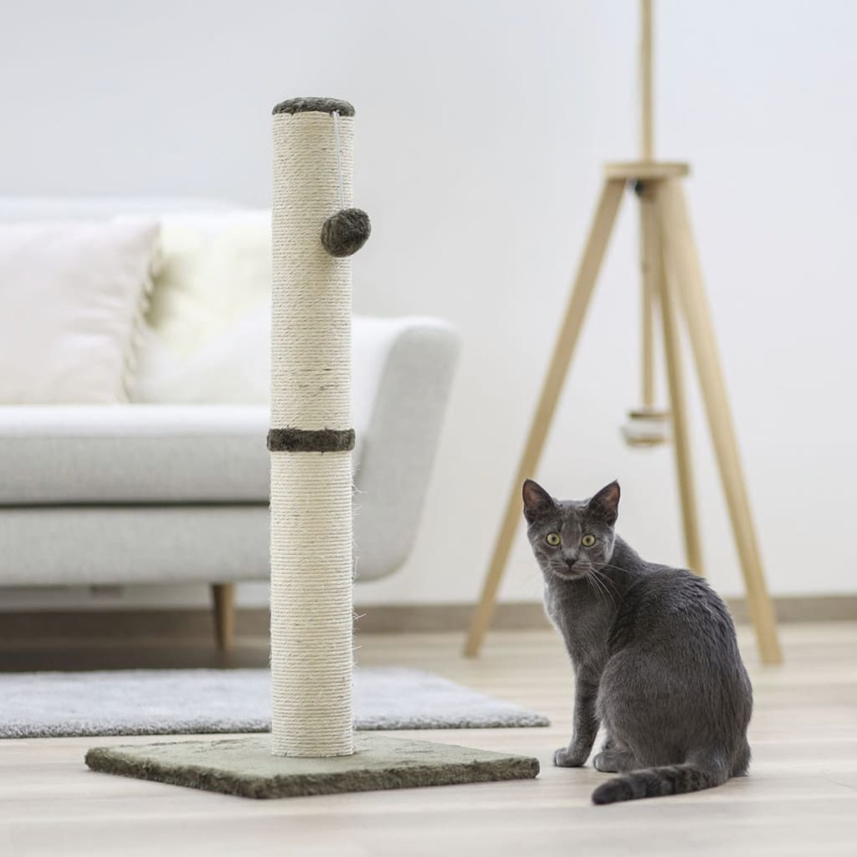 Un gato gris se sienta junto a un rascador. Hay un sofá y una lámpara de madera.