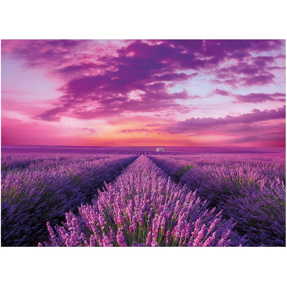 Lavendelfeld Puzzle 1000 Teile – Blumen Landschaft Mit Sonnenuntergang Für Erwachsene