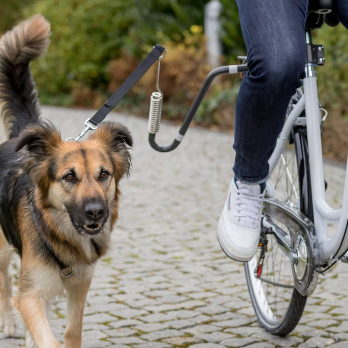 Perro paseando en bicicleta. La correa se sujeta a la bicicleta, persona en jeans. Fondo verde.