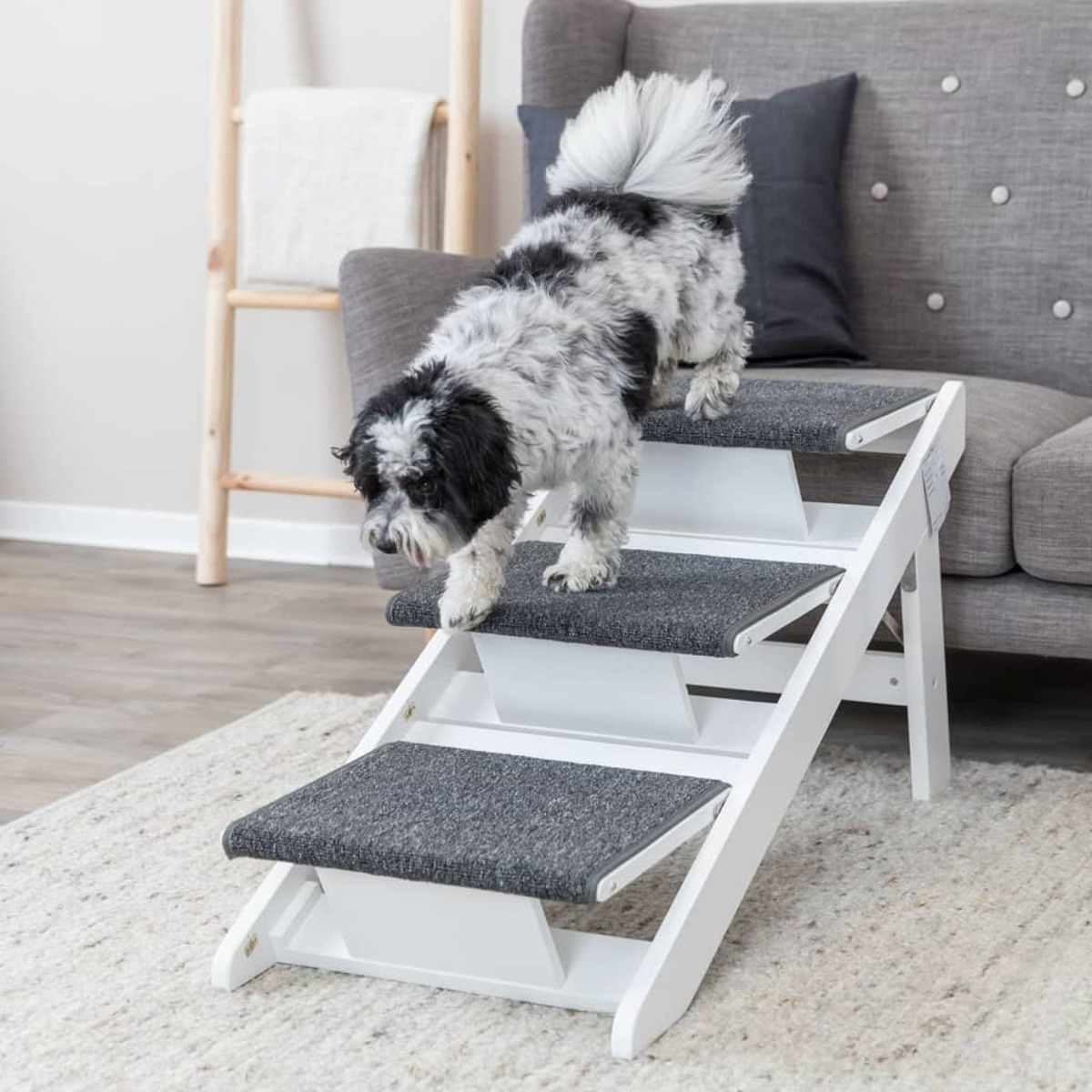 Hund auf weißen Stufen, absteigend. Graue Teppichstufen und graue Couch im Hintergrund.