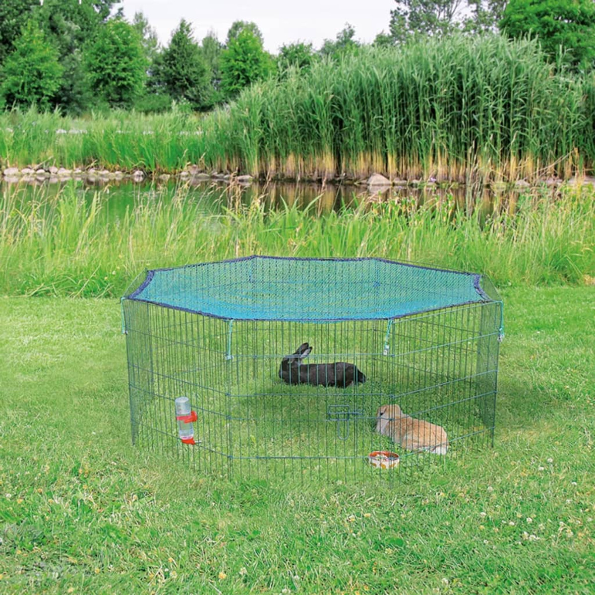 Kaninchen in grünem Gehege, Gras, Wasser im Hintergrund.